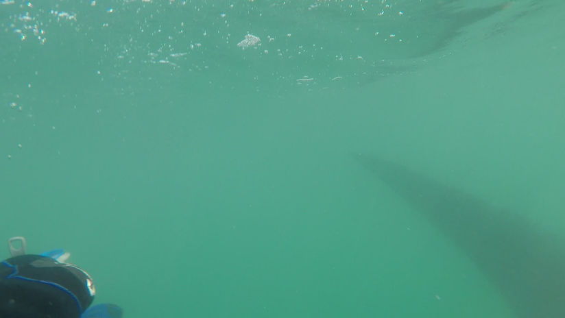 Whale Shark-3